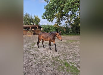 Connemara, Merrie, 3 Jaar, 148 cm, Donkerbruin