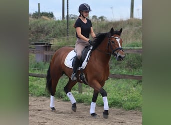 Connemara, Merrie, 3 Jaar, 148 cm