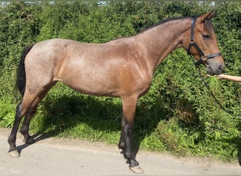 Connemara, Merrie, 3 Jaar, 149 cm, Roan-Bay