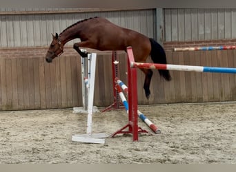 Connemara, Merrie, 3 Jaar, 150 cm, Bruin
