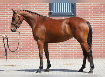 Connemara, Merrie, 3 Jaar, 150 cm, Bruin