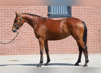 Connemara, Merrie, 3 Jaar, 150 cm, Bruin