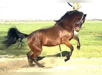 Connemara, Merrie, 3 Jaar, 150 cm, Bruin