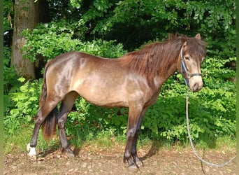 Connemara, Merrie, 3 Jaar, 150 cm, Falbe