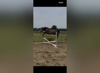 Connemara Mix, Merrie, 3 Jaar, 152 cm, Schimmel
