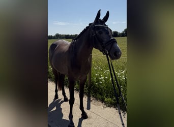 Connemara Mix, Merrie, 3 Jaar, 152 cm, Schimmel