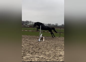 Connemara Mix, Merrie, 3 Jaar, 152 cm, Schimmel