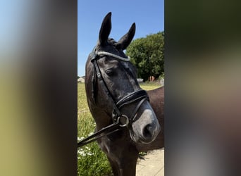 Connemara Mix, Merrie, 3 Jaar, 152 cm, Schimmel