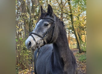Connemara, Merrie, 3 Jaar, 156 cm, Zwartschimmel