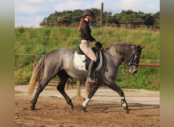 Connemara, Merrie, 3 Jaar, Roan-Red