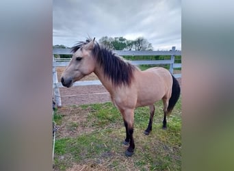 Connemara, Merrie, 4 Jaar, 137 cm, Buckskin