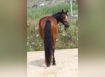 Connemara, Merrie, 4 Jaar, 139 cm, Bruin