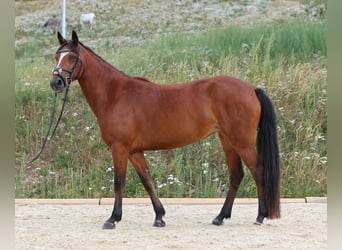 Connemara, Merrie, 4 Jaar, 139 cm, Bruin