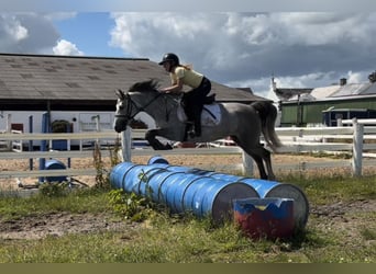 Connemara, Merrie, 4 Jaar, 143 cm, Appelschimmel