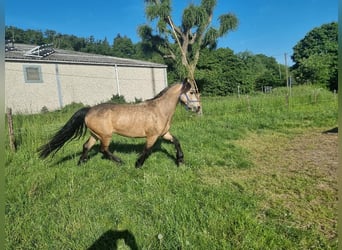 Connemara, Merrie, 4 Jaar, 144 cm, Buckskin