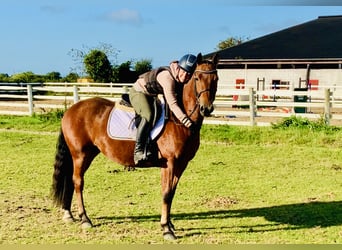 Connemara, Merrie, 4 Jaar, 145 cm, Bruin