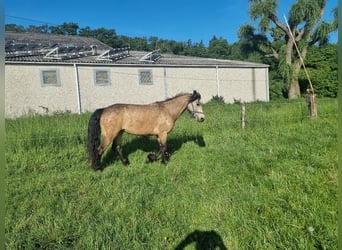 Connemara, Merrie, 4 Jaar, 145 cm, Buckskin