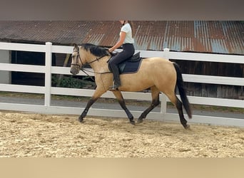 Connemara, Merrie, 4 Jaar, 145 cm, Falbe
