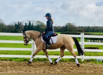 Connemara, Merrie, 4 Jaar, 145 cm, Falbe