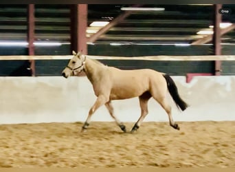 Connemara, Merrie, 4 Jaar, 145 cm, Falbe