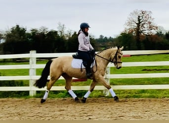 Connemara, Merrie, 4 Jaar, 145 cm, Falbe