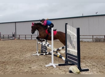 Connemara, Merrie, 4 Jaar, 145 cm, Roodbruin