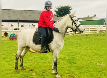 Connemara, Merrie, 4 Jaar, 145 cm, Schimmel