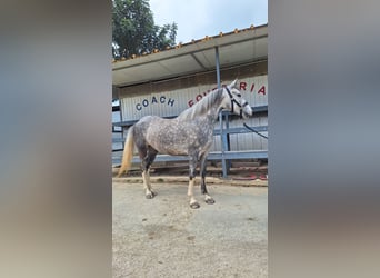 Connemara, Merrie, 4 Jaar, 145 cm, Schimmel
