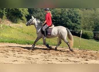 Connemara, Merrie, 4 Jaar, 146 cm, Blauwschimmel
