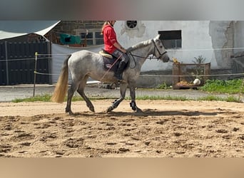 Connemara, Merrie, 4 Jaar, 146 cm, Blauwschimmel