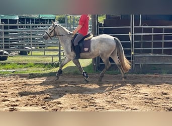 Connemara, Merrie, 4 Jaar, 146 cm, Blauwschimmel