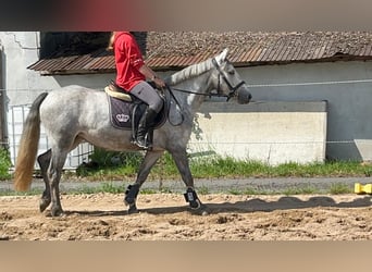 Connemara, Merrie, 4 Jaar, 146 cm, Blauwschimmel