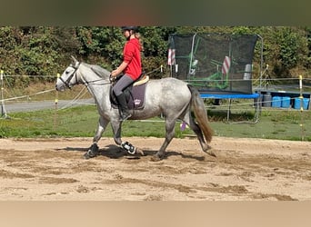 Connemara, Merrie, 4 Jaar, 146 cm, Blauwschimmel