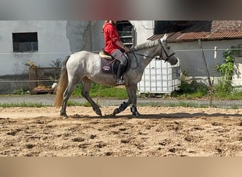 Connemara, Merrie, 4 Jaar, 146 cm, Blauwschimmel