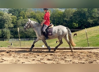 Connemara, Merrie, 4 Jaar, 146 cm, Blauwschimmel