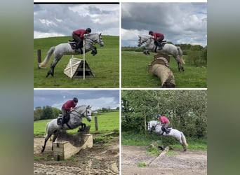 Connemara, Merrie, 4 Jaar, 146 cm, Schimmel