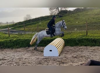 Connemara, Merrie, 4 Jaar, 146 cm, Schimmel
