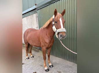 Connemara, Merrie, 4 Jaar, 146 cm, Vos