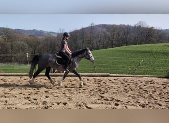 Connemara Mix, Merrie, 4 Jaar, 147 cm, Blauwschimmel