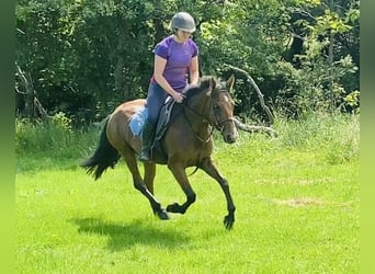 Connemara, Merrie, 4 Jaar, 147 cm, Brauner