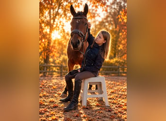 Connemara, Merrie, 4 Jaar, 147 cm, Bruin