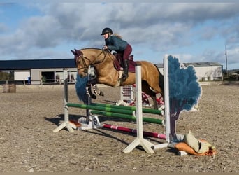 Connemara, Merrie, 4 Jaar, 147 cm, Falbe