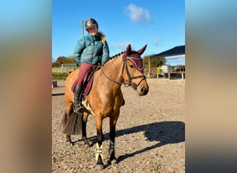Connemara, Merrie, 4 Jaar, 147 cm, Falbe