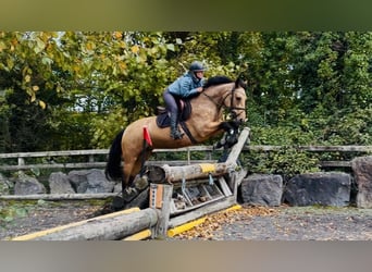 Connemara, Merrie, 4 Jaar, 147 cm, Falbe