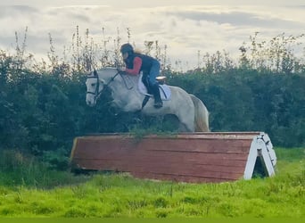 Connemara, Merrie, 4 Jaar, 147 cm, Schimmel