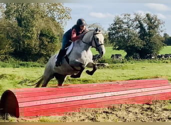 Connemara, Merrie, 4 Jaar, 147 cm, Schimmel