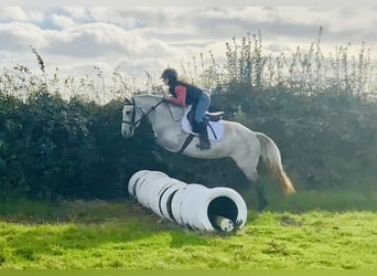 Connemara, Merrie, 4 Jaar, 147 cm, Schimmel