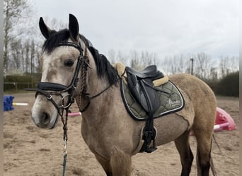 Connemara, Merrie, 4 Jaar, 148 cm, Falbe