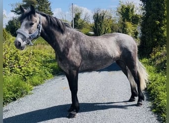 Connemara, Merrie, 4 Jaar, 148 cm, Falbe