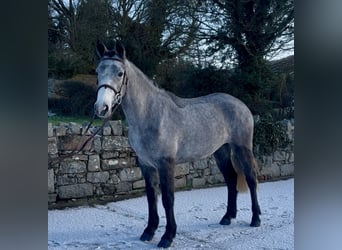 Connemara, Merrie, 4 Jaar, 148 cm, Schimmel